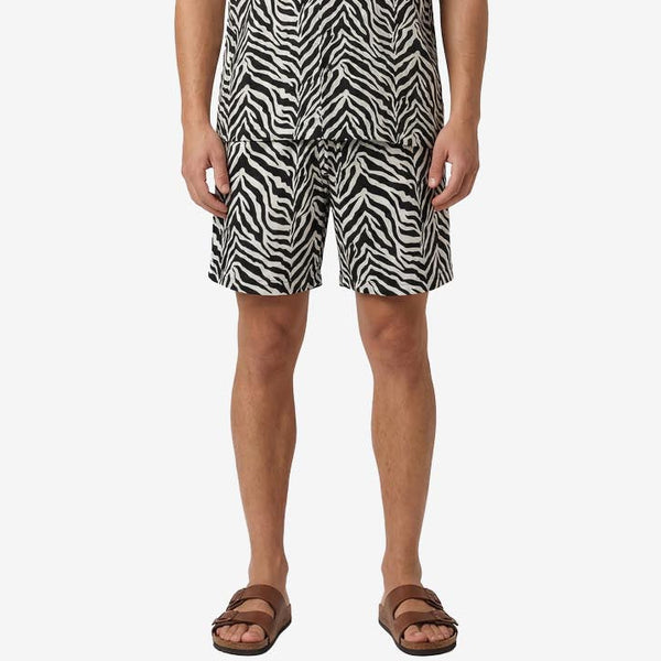 Short Man Zebra