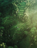 Ubud Travel Guide